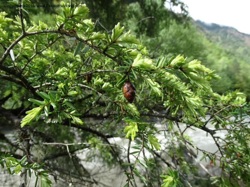Tsuga chinensis, Boufford, D 43658--China. Sichuan. SuoLuoGou Village. 10 May 2014. DSC04925 (6).JPG