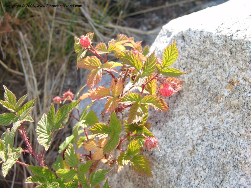 Rubus idaeus, CDavidson10986--ID. Idaho Co. Josephine Lake 14 Aug 06. 005.jpg