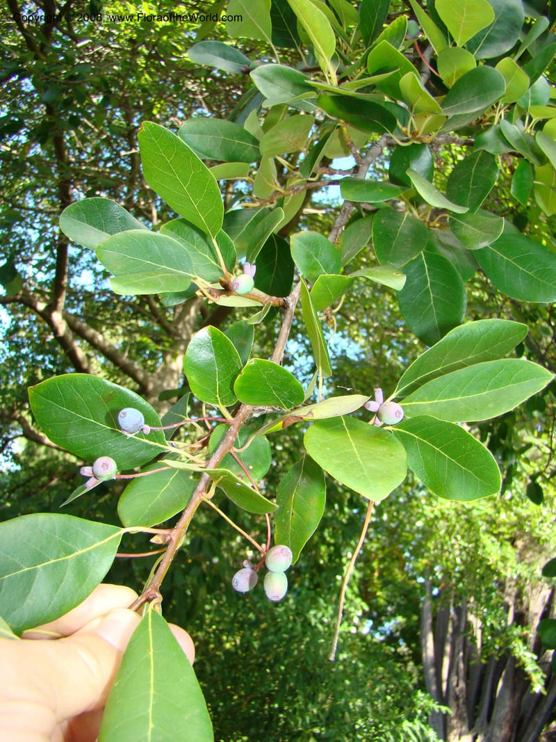Nyssa sylvatica--Australia. Royal Botanic Garden, Melbourne. 19-20 Mch 08. 224.jpg