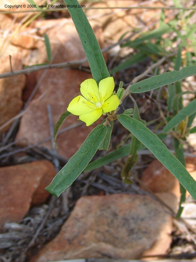 Melhania--So.Africa. Mpumal. twd Rietfontein. 16 Mch 05. 444.jpg