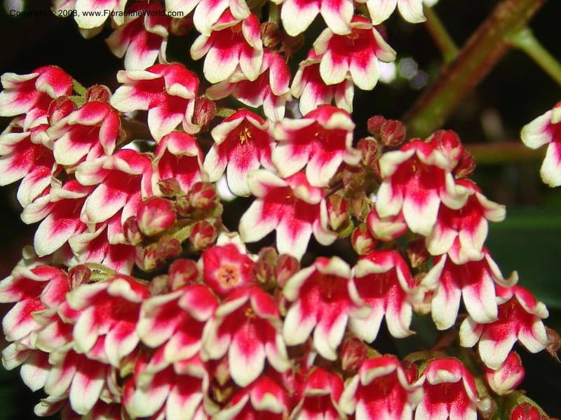 Parathesis--CA. San Francisco Botanical Garden (Strybing Arb.). 30 Mch 06. 176.jpg
