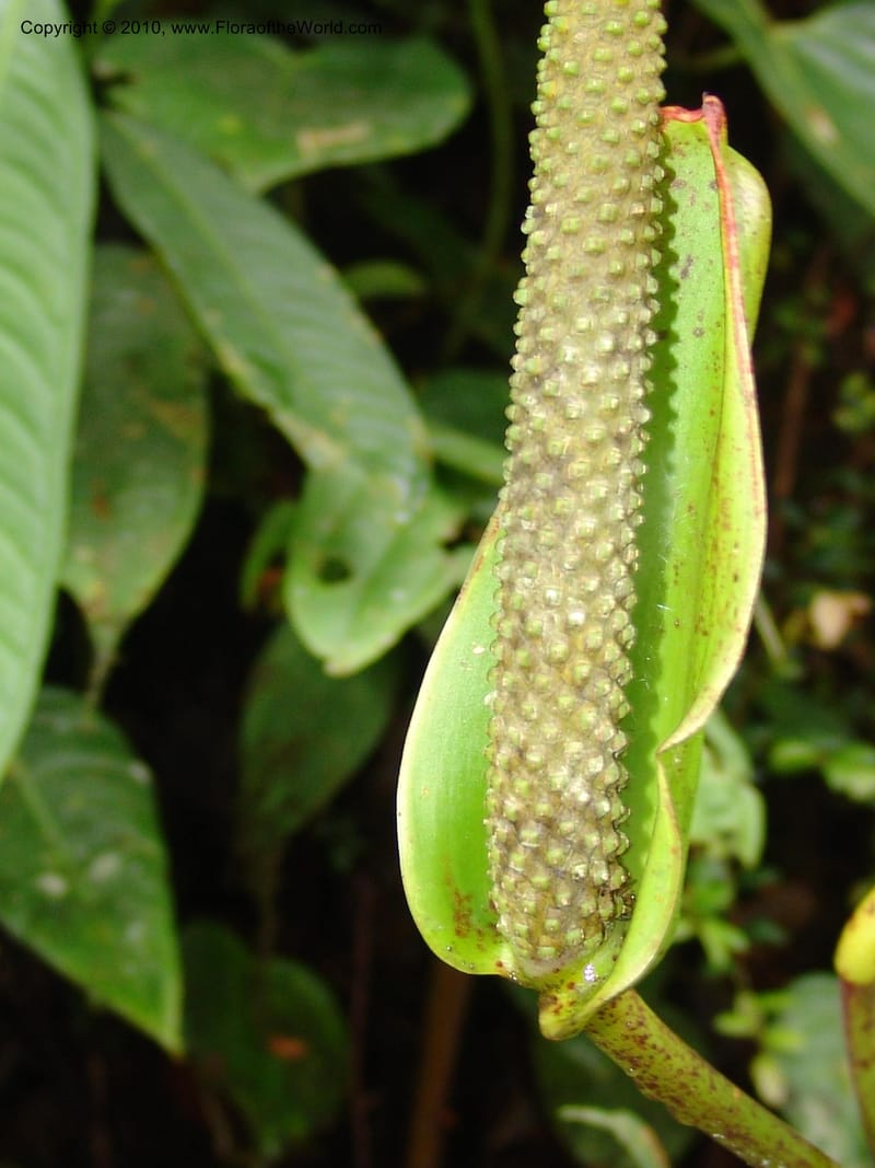 Anthurium incomptum, Croat 96349--Ecuador. Prov. Pichincha. Pacto-Pto. Quito Rd.. 25 Mar 06. 028 (1).jpg