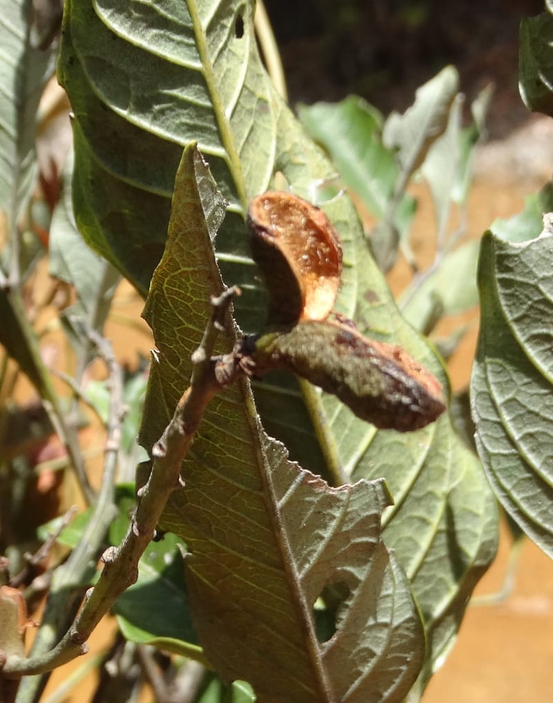 Lepidocupania lepidota, Callmander, M 1239--New Caledonia. Mont Dzumac. 12 Nov 2015. DSC01563 (357).JPG