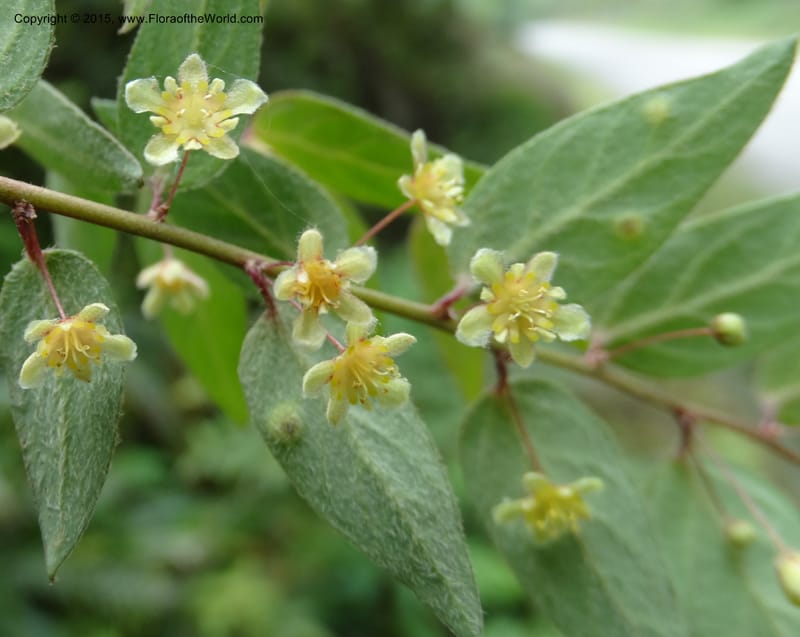 Leptopus chinensis, Boufford, D 43708--China. Sichuan. LongDongZhen on Rd. to LeiYuan Shan. 13 May 2014. DSC05860 (30).JPG
