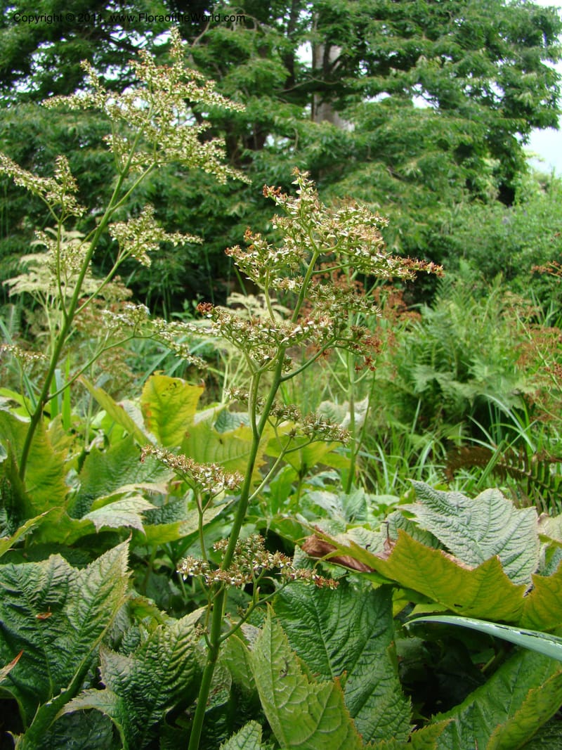 Rodgersia podophylla, 28991-262-91--Canada. BC. Univ. BC Bot. Garden. 27 Jul 08. 018.jpg
