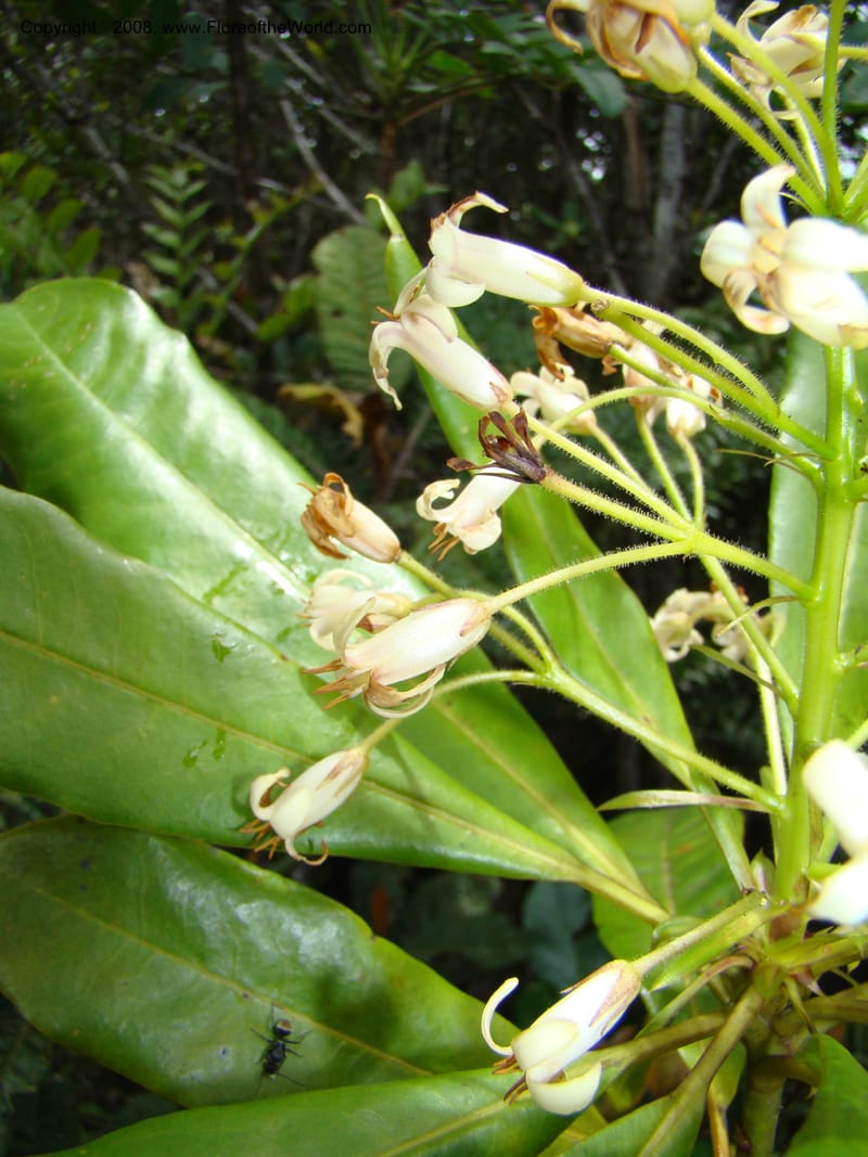 Pittosporum, CGemmill x--New Caledonia. Monts Dzumac. 20 Nov 07. 069.jpg