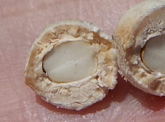 Geoffroea decorticans, Fortunato 13124--Argentina. W of Bellavista. 6 Feb 2018. DSC08696 (200).JPG