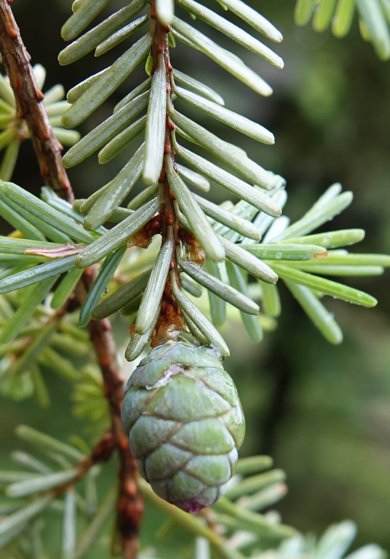Tsuga chinensis, Tseng Yu-Hsin 1332--Taiwan. Taroko Nat. Park. Mt. Bilu Trail. 21 May 2016.  (179).JPG