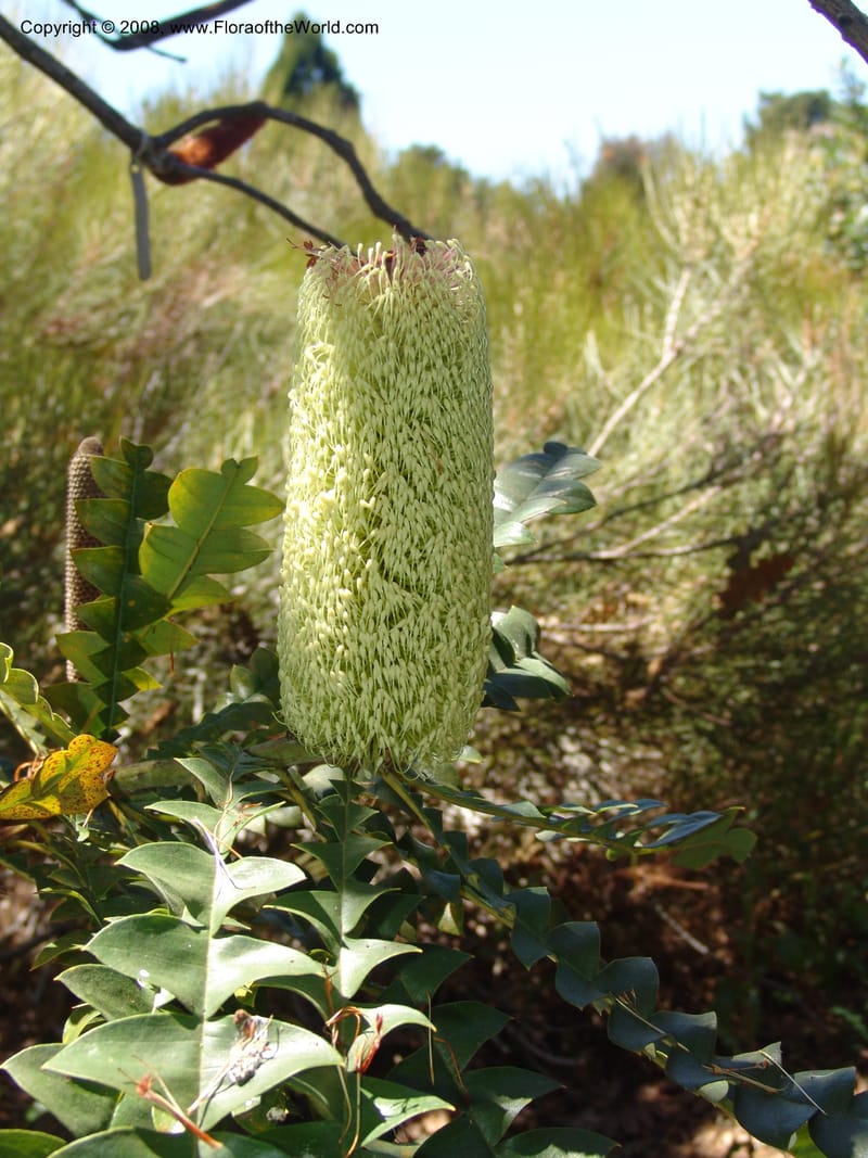 Banksia grandis, 88.120--CA. UC Santa Cruz Arboretum.  1 Jul 06. 095.jpg