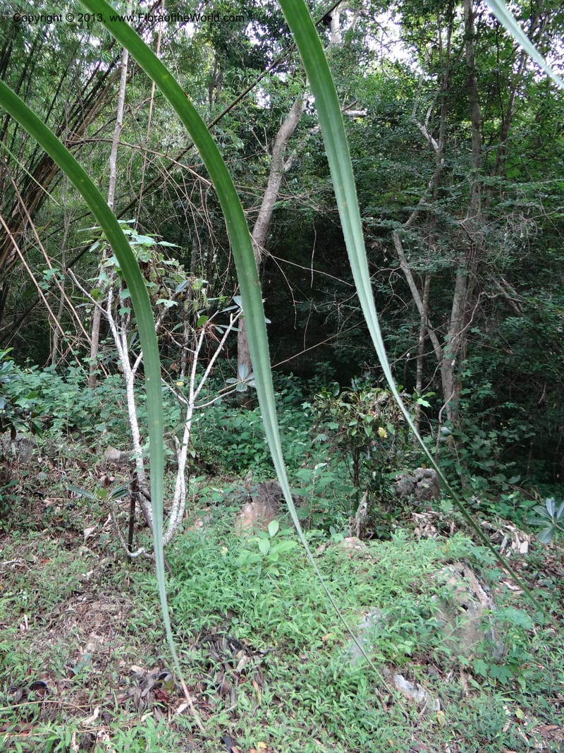 Pandanus calcis, Callmander 1048--Thailand. Prachuap Khiri Khan Prov. Ma Rong Cave. 13 Nov 2012. DSC08906 (96).JPG