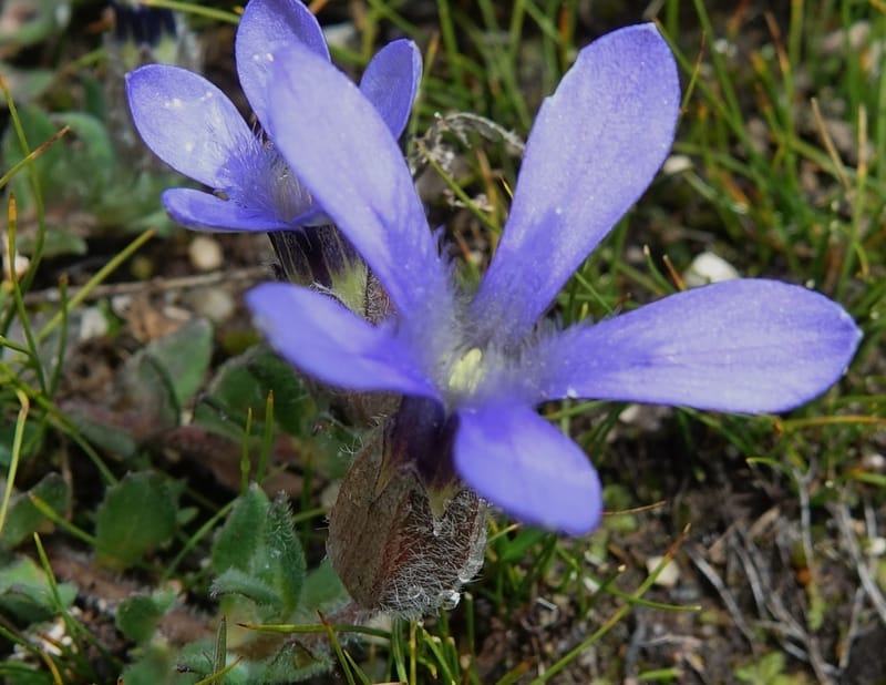 Cyananthus incanus, D. Boufford 44022--China. Sichuan. Daocheng Xian. 14 Aug 2017. DSC05676 (215).JPG