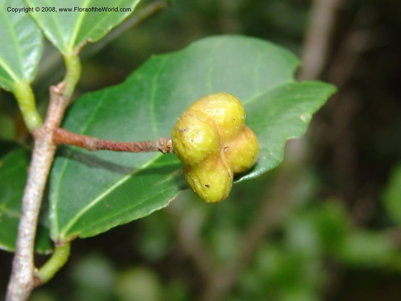 Grewia pondoensis--So.Africa. E. Cape. Umtamvuna Nat. Res. 11 Mch 05. 288.jpg