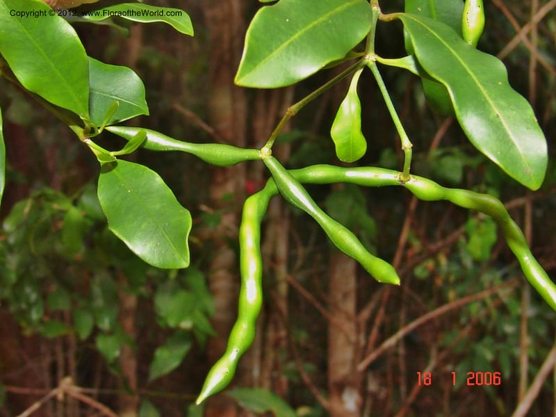 Petchia sp. unk.  Ranaivojaona, R 1376-Madagascar 18 Jan 2006  032 (8).jpg