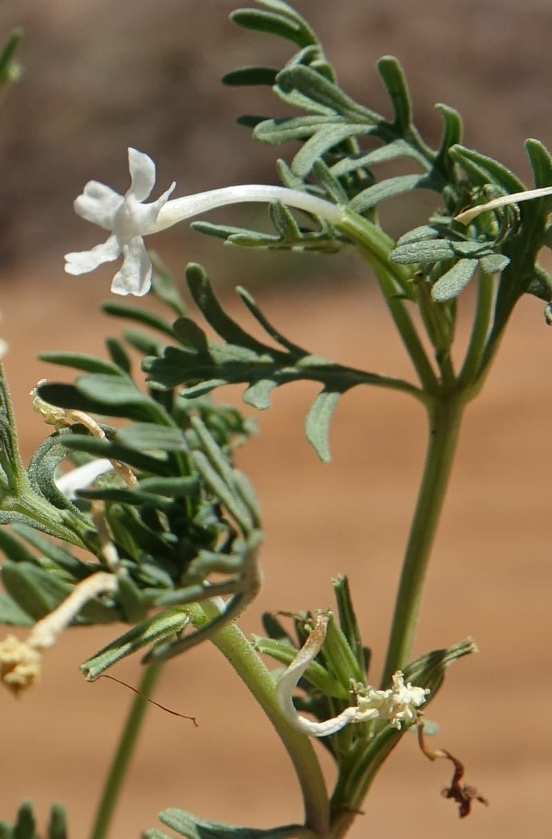 Chascanum pinnatifidum, L. Nanyeni 1170--Namibia. Hwy B1, rest stop at odom 161. 16 Mar 2018. DSC01241 (21).JPG