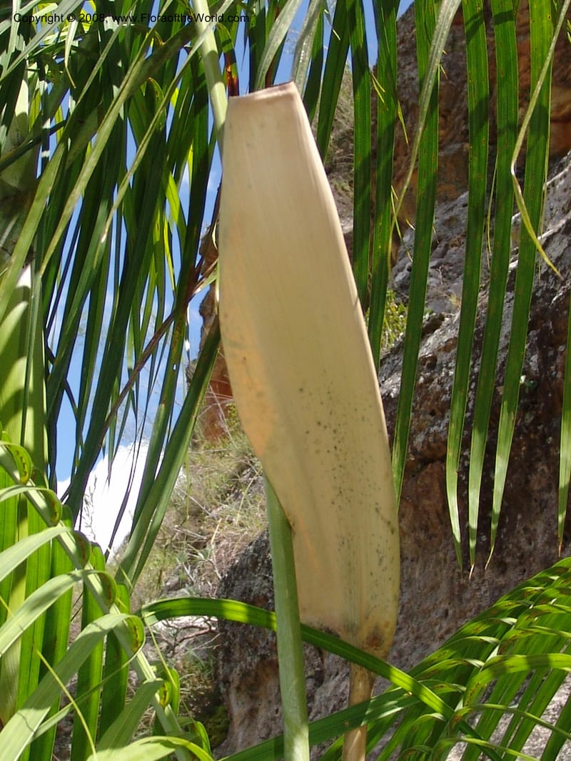 Dypsis, not coll.--Madag. Prov. Fianar. Parc Nat. Isalo. 12 Jan 06. 258.jpg