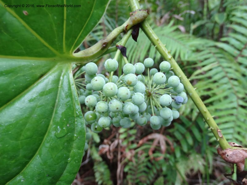 Smilax borneensis, Davidson, C 12935--Sabah. Kinabalu Nat. Park. Nalumad Substesen. 29 Mar 2015. DSC01294 (207).JPG