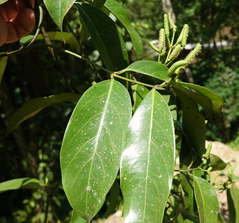Gnetum catasphaericum, D. Boufford 44101--China. Yunnan. Lao jun Shan. 30 Apr 2018. DSC00424 (563).JPG