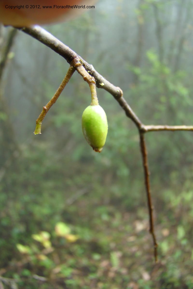 Elaeocarpus, Regalado 1635--Viet Nam. Lao Cai Prov. Sa Pa Distr. Hoang Lien Son. 6 Apr 09. 087 (3).jpg