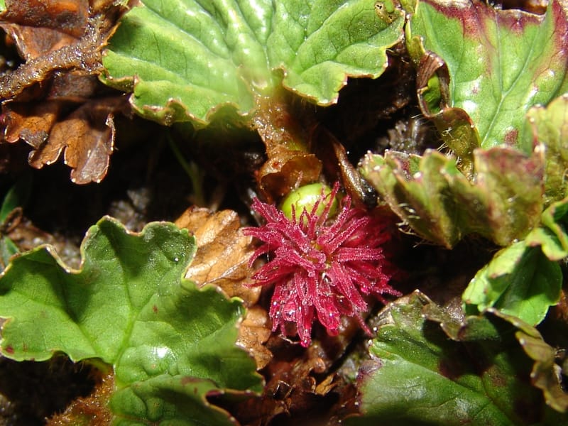 Gunnera magellanica, Croat95037--Ecuador. Prov. Carchi. Paramo el Angel. 19 Feb 05. 233a.jpg