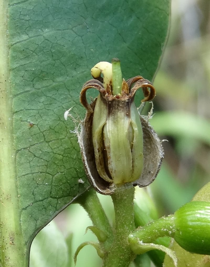 Pittosporum, Lowry, P 7341--Fiji. Vesidrua Vill. 5 Nov 2015. DSC09215 (115).JPG