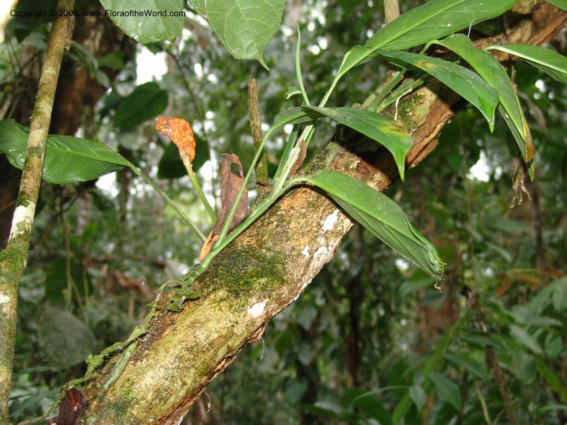 Monstera obliqua, AAraujoM3083--Bolivia. Pq. Nal. Madidi. Chalalan, Sendero Jaguar. 24 Sep 06.  242.jpg