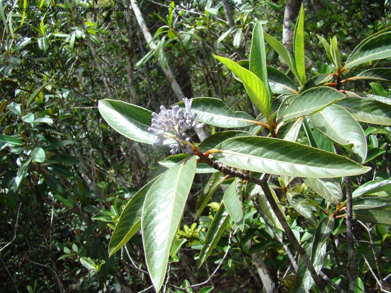 Psychotria, Munzinger, J 4807--New Caledonia, Prov. du Nord, Plateau de Poro, 16 Nov 2007, (62).jpg