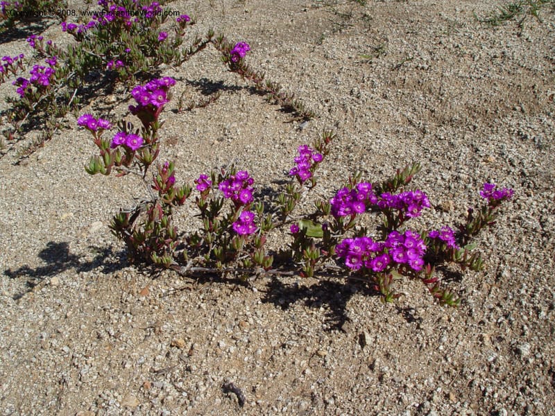 Ruschia cf. caroli, 2003.0012--Spain. Barcelona Bot. Gard. 19 Apr 04. 064.jpg