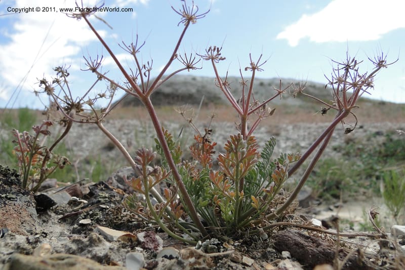 Lomatium bentonitum, J. Smith 9752--Oregon. Malheur Co. Leslie Gulch. 30 June 2011. 091 (11).jpg