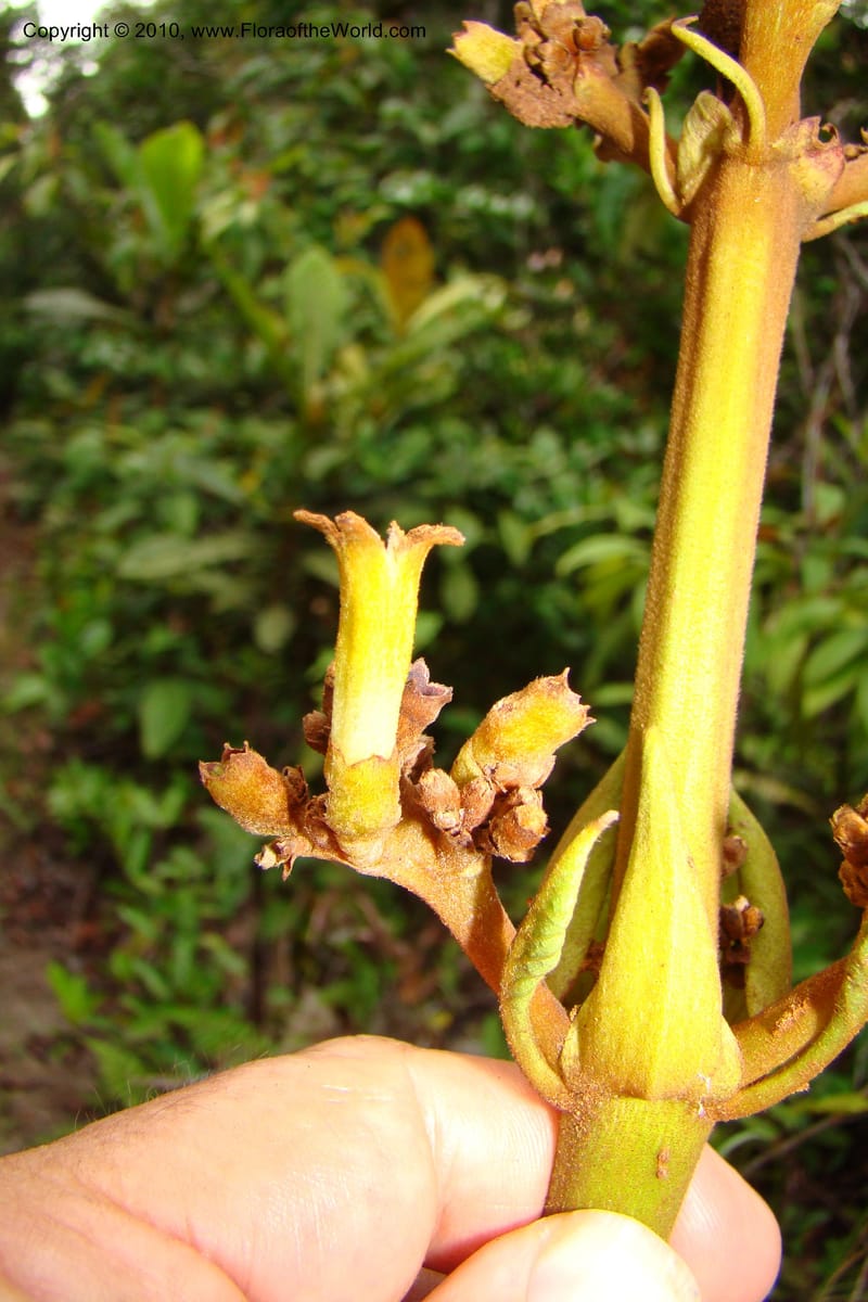 Ladenbergia, Vasquez 35053--Peru. Loreto. Dto. Iquitos. Res. Allpahuayo-Mishana. 19 Nov 08. 522 (23).jpg