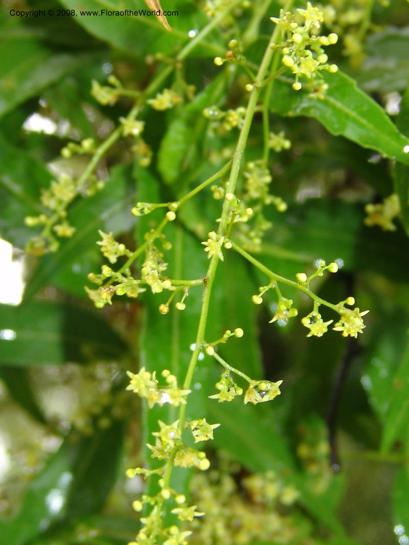 Rhus leptodictya--So.Africa. Lowveld Nat. Bot. Gard. 14 Mch 05. 104.jpg