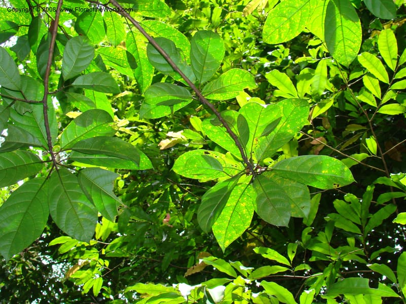 Ficus--Singapore. Bukit Timah Reserve. 8 Mch 08. 043.jpg