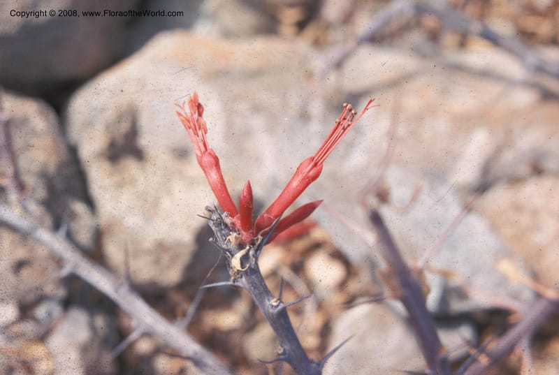 Fouquieria diguetii, CDavidson2025--MX. Baja Calif. Magdalena Isl. 26 Apr 73. 003.jpg