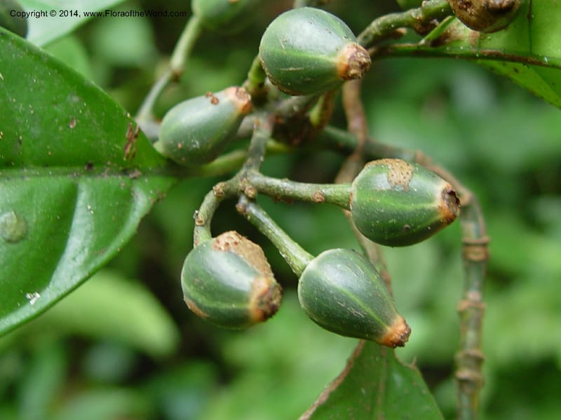 Psychotria--Cameroon. Mt. Cameroon. 5 Dec 03. 049a (1).jpg