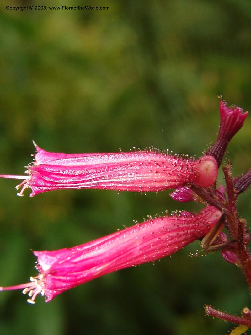 Cuphea subuligera--CA. San Francisco Botanical Garden (Strybing Arb.). 30 Mch 06. 302.jpg