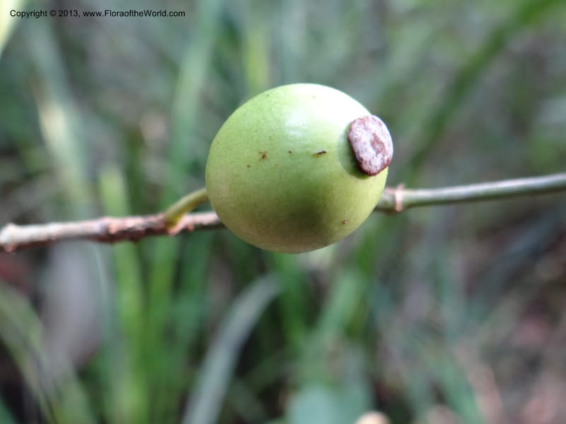 Garcinia, VC 5670--Thailand. Trang. Peninsula Bot. Gard. Thungkhai. 17 Nov 2012. DSC00231 (57).JPG