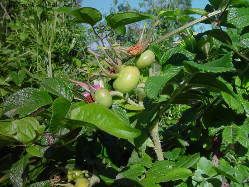 Rosa rugosa--Italy. Tuscany.  Hwy A1, rest stop near Orvieto. 17 May 02. 028.jpg
