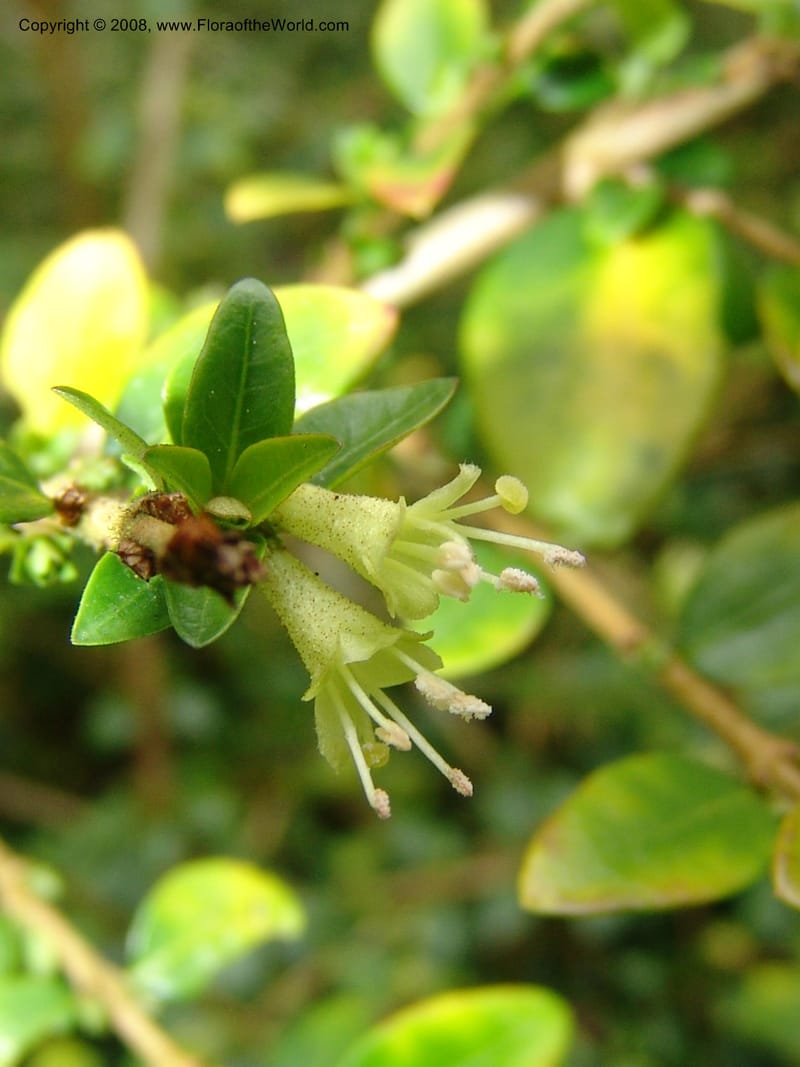 Lonicera nitida--CA. San Francisco Botanical Garden (Strybing Arb.). 30 Mch 06. 027.jpg