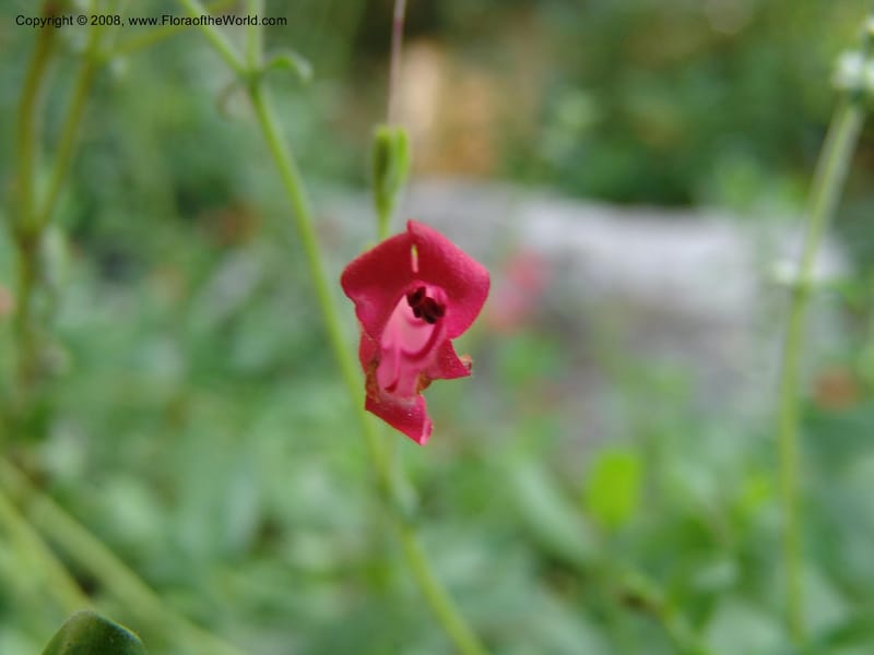 Penstemon baccharifolius--TX. Johnson Wildflower Center. 13 Jun 04. 007.jpg