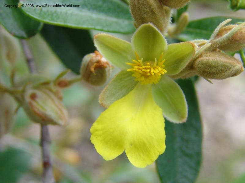Hibbertia coriacea, not coll.--Madagascar. Prov. Toliar. Mandena Centr. Res Ecol. 19 Jan 06. 105.jpg