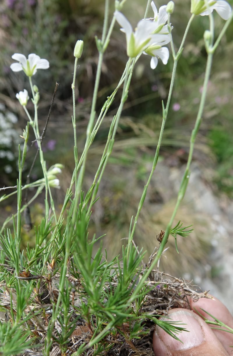Minuartia laricifolia, Callmander, M 1295-- Switzerland. Hwy 9 to Simplon. Ganterbrucke. 2 Jul 2016. DSC08156 (214).JPG