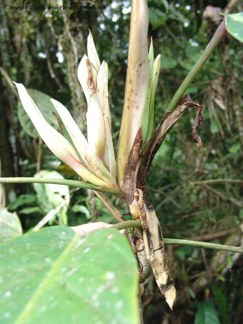 Philodendron clarkei, Croat95272--Ecuador. Prov. Pichincha. Tinalandia. 24 Feb 05. 228.jpg