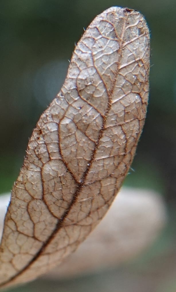 Engelhardia serrata, D. Boufford 44146--China. Yunnan. Along G213. 4 May 2018. DSC02084 (116).JPG