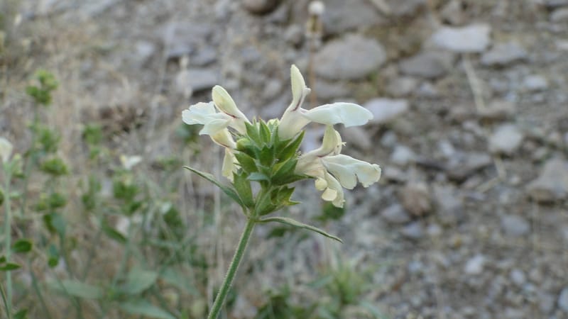Stachys ballotiformis, A. G. Miller 132.11--Iraq. Kurdistan. Shakh-i Pira Magun. Gueza Khan. 11 June 2010. 089 (12).jpg