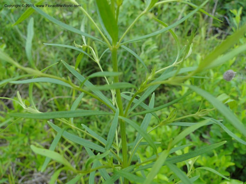 Lysimachia loomisii, Mori, S 27420, USA, North Carolina, Jones County, 10.5 miles from junction with Hwy 58, E of Maysville, 23 May 2010 (3).JPG