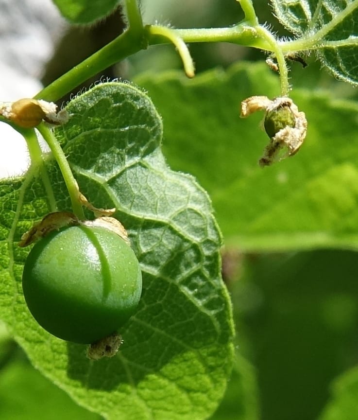 Celtis reticulata, C. Davidson 13581--ID. Idaho Co. Salmon R. Rd. E of Riggins. 24 May 2017. DSC00708. JPG (196).JPG