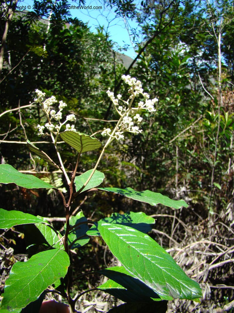 Argophyllum, JMunzinger4653--N.Caled. Dumbea Dam in Dumbea Riv, S of Noumea. 11 Nov 07. 084.jpg