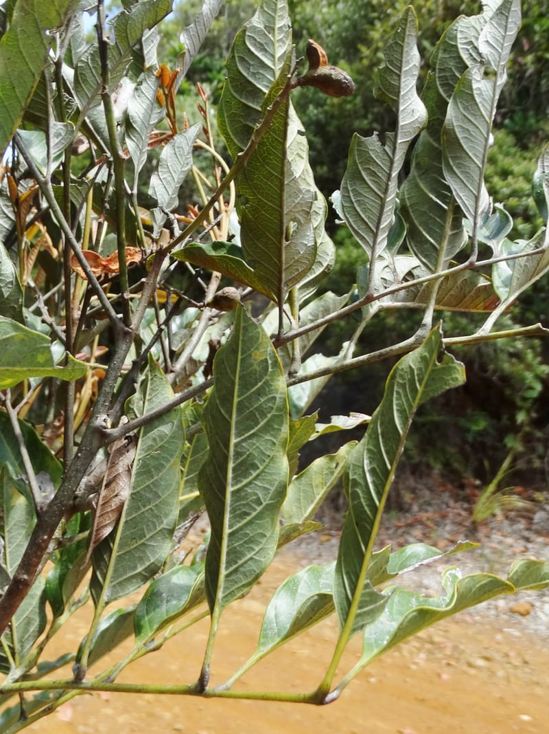 Lepidocupania lepidota, Callmander, M 1239--New Caledonia. Mont Dzumac. 12 Nov 2015. DSC01563 (368).JPG