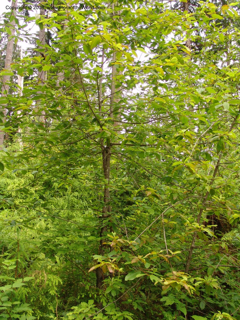 Rhamnus purshianus--WA. Grays Harbor Co. Quinault Rain For, Lake Quinault. 15 Jun 06 195.jpg