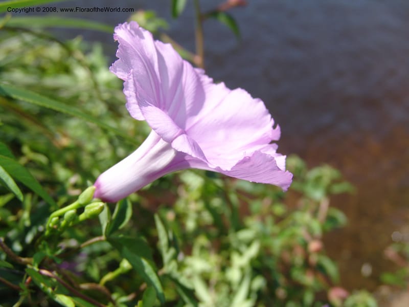 Ipomoea cairica, Z.Rogers950--Madag. Prov.Toliara. Belavenoky, Rd Tolinaro-Ste. Luce. 23 Jan 06. 012.jpg