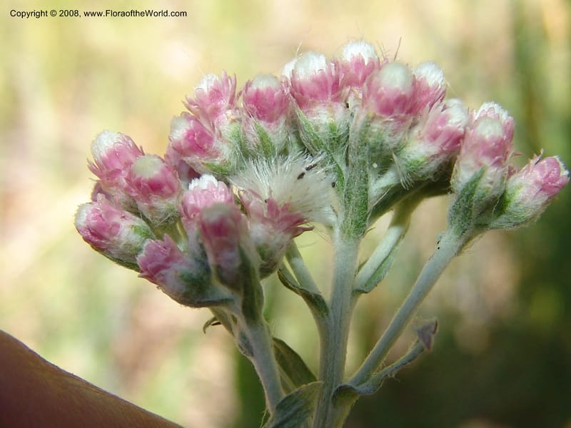 Antennaria rosea, CDavidson11091--ID. Idaho Co. Warren Wagon Rd., Sesesh Meadow. 8 Jul 07. 046.jpg